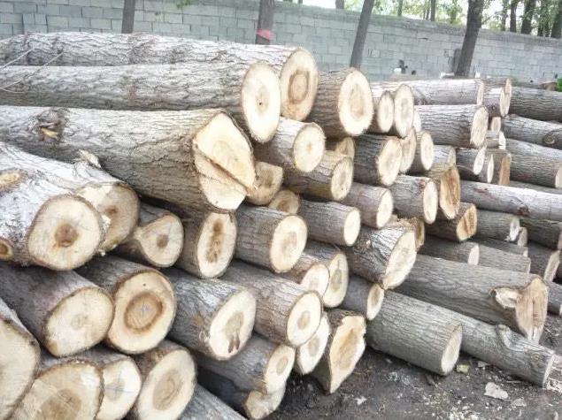 Wood selection in plywood production